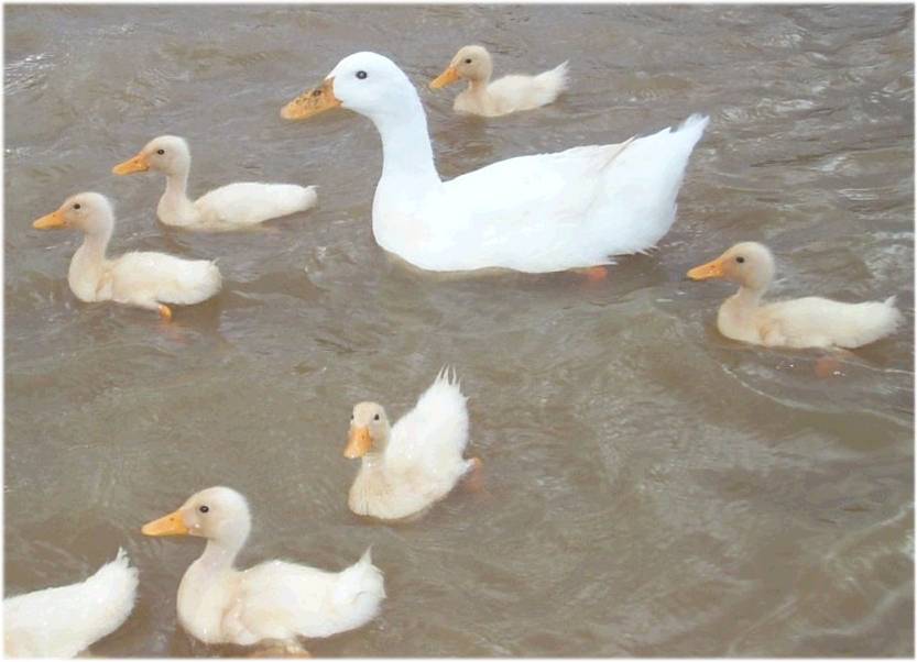 Ducks9.jpg